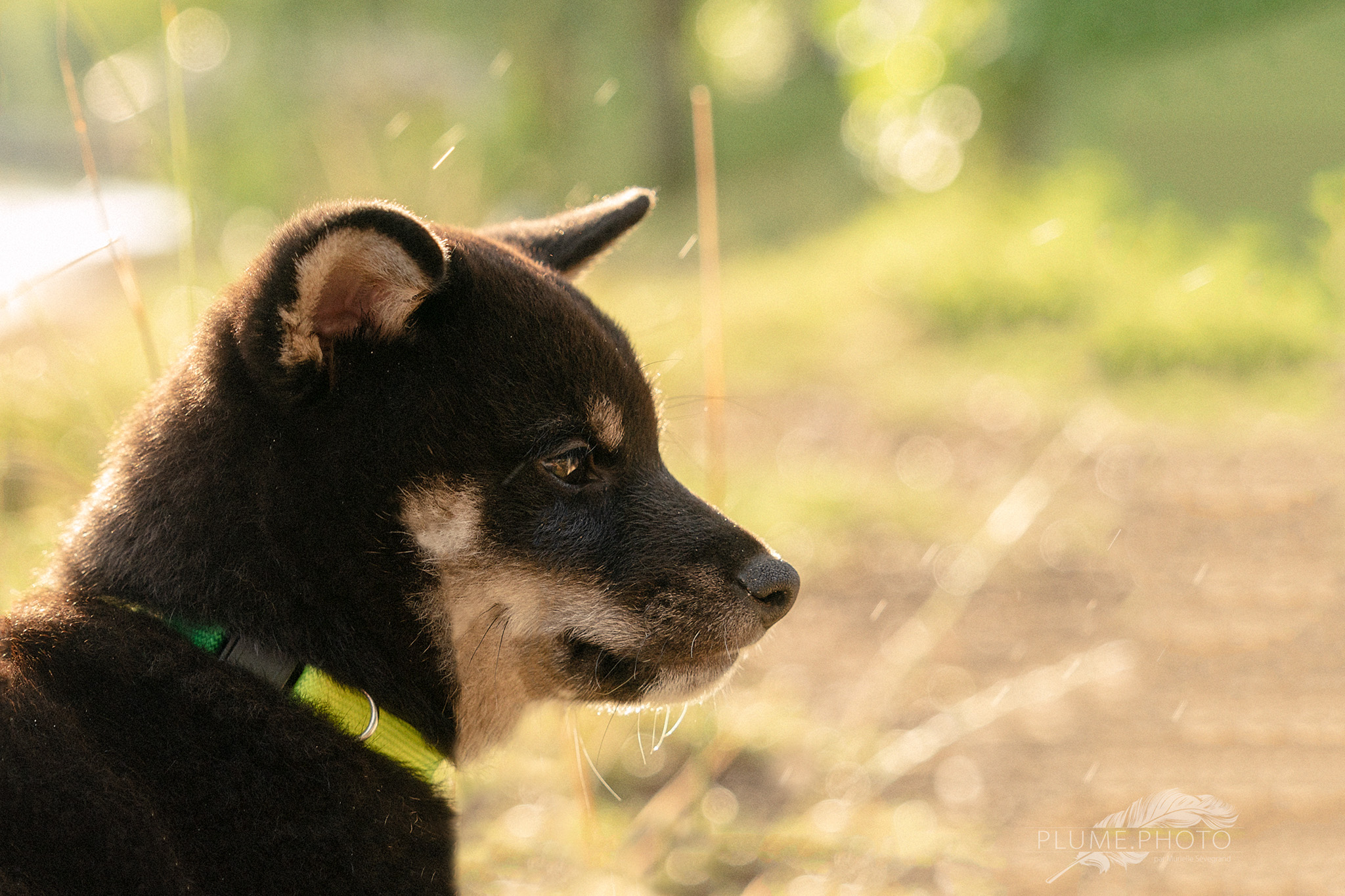 Un jeune shiba